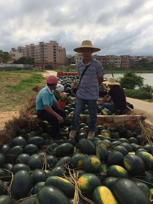 广东阳江农产品经纪人借助一亩田平台解决西瓜滞销难题